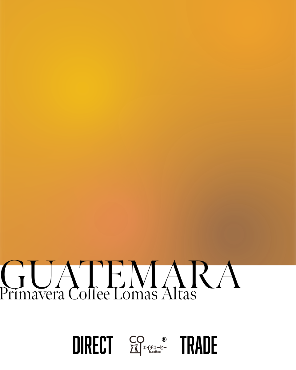 グアテマラ Primavera Coffee Lomas Atras Washed 注文焙煎