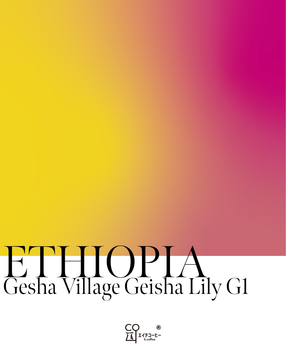 エチオピア ゲシャ ゲイシャリリーG1 ウォッシュト 注文焙煎